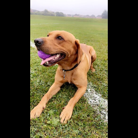 Labrador Retriever