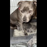 Staffordshire Bull Terrier - Both