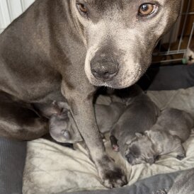 Staffordshire Bull Terrier - Both