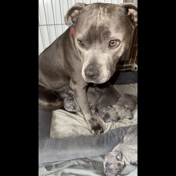 Staffordshire Bull Terrier - Both