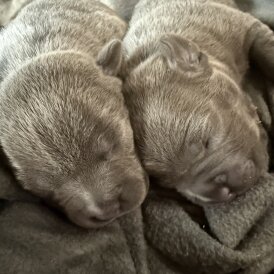 Staffordshire Bull Terrier - Both