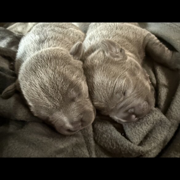 Staffordshire Bull Terrier - Both