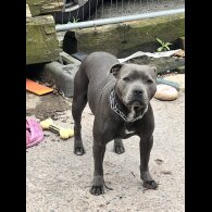 Staffordshire Bull Terrier - Both