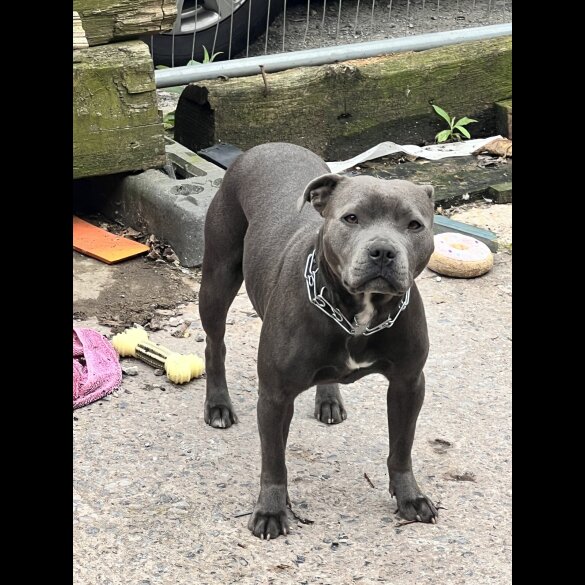 Staffordshire Bull Terrier - Both