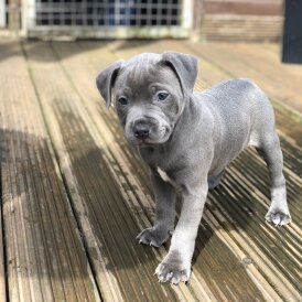 Staffordshire Bull Terrier - Both