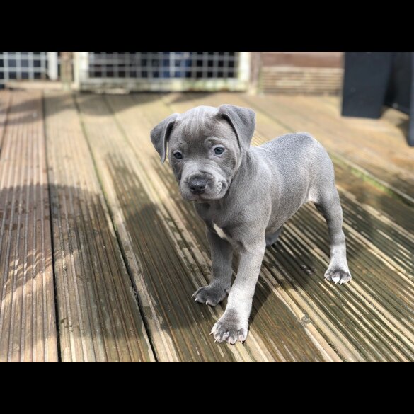 Staffordshire Bull Terrier - Both
