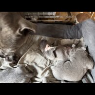 Staffordshire Bull Terrier - Both