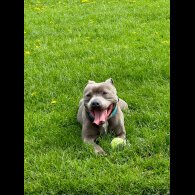 Staffordshire Bull Terrier - Both