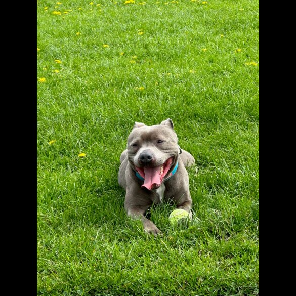 Staffordshire Bull Terrier - Both