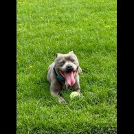 Staffordshire Bull Terrier - Both