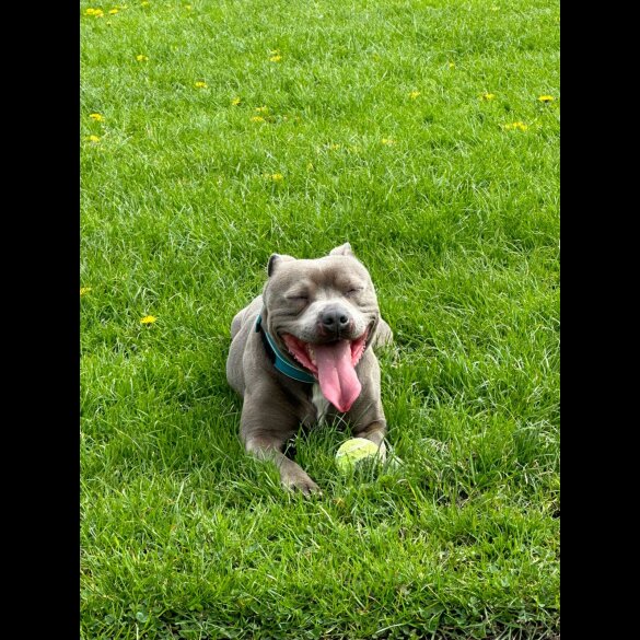 Staffordshire Bull Terrier - Both