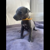 Whippet - Both