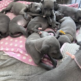 Whippet - Both
