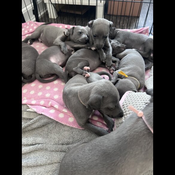 Whippet - Both