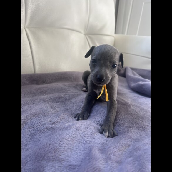Whippet - Both