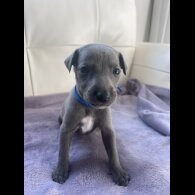 Whippet - Both