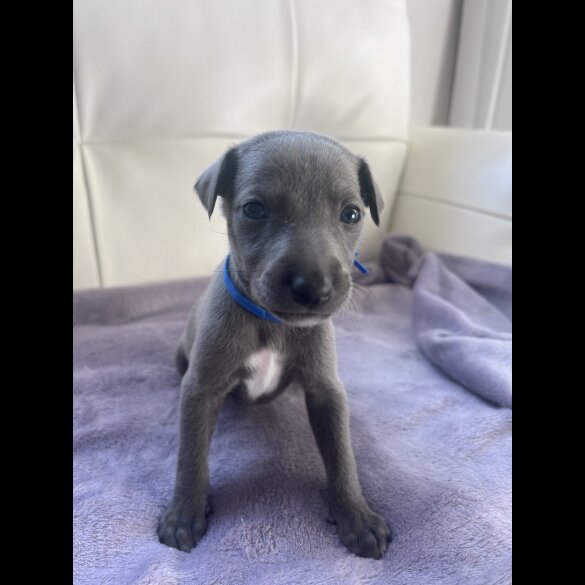 Whippet - Both