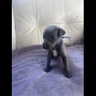 Whippet - Both