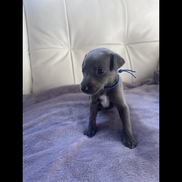 Whippet - Both