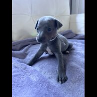Whippet - Both