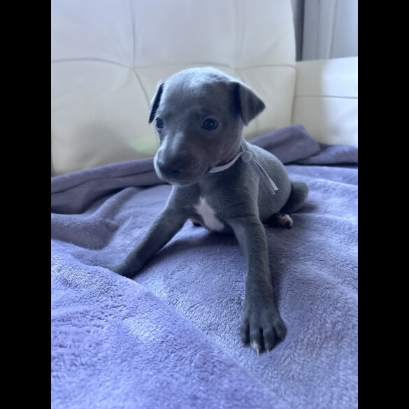 Whippet - Both