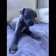 Whippet - Both
