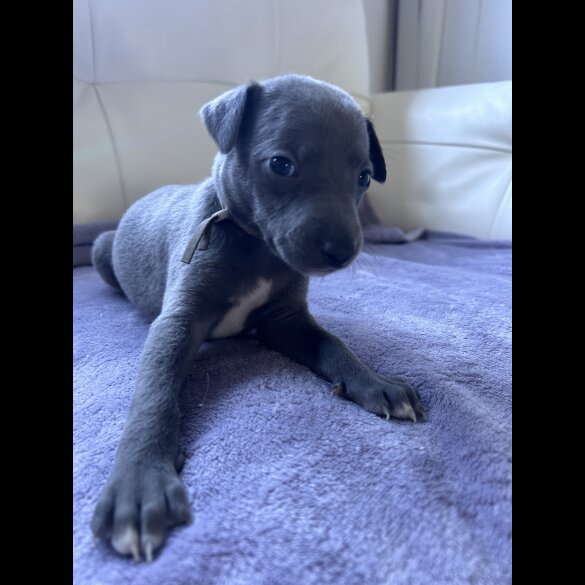 Whippet - Both