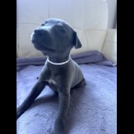 Whippet - Both