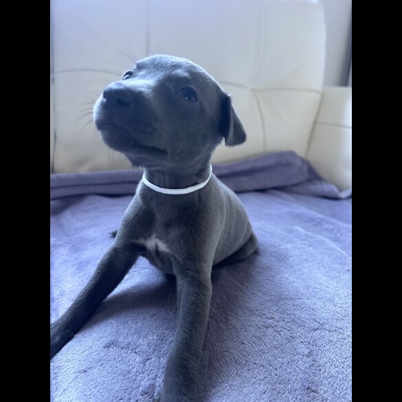 Whippet - Both