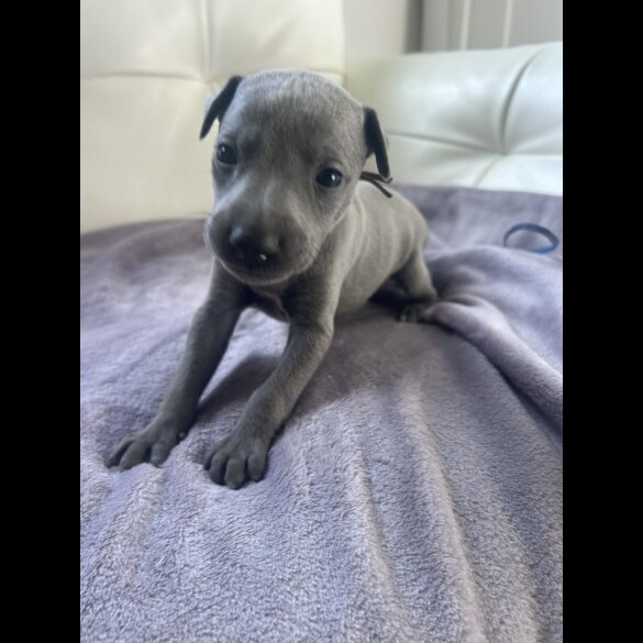 Whippet - Both