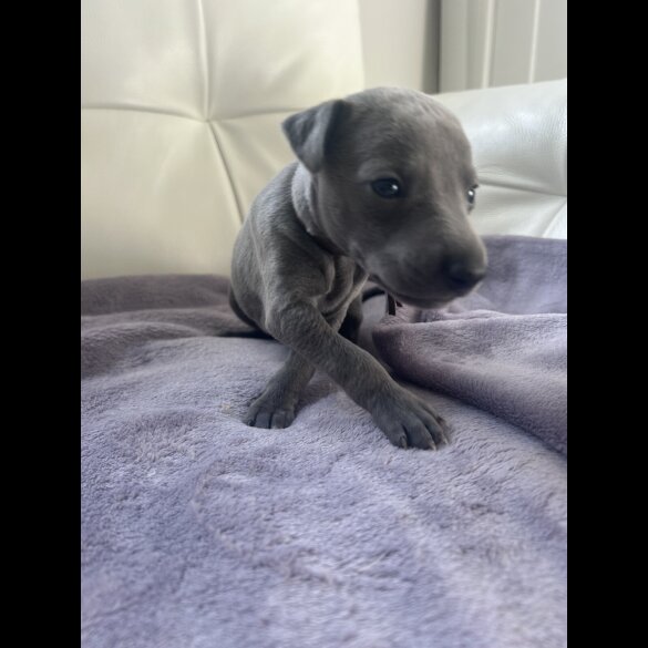 Whippet - Both