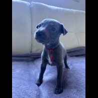 Whippet - Both