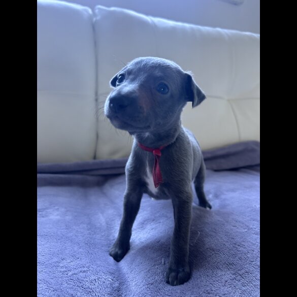 Whippet - Both