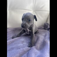 Whippet - Both