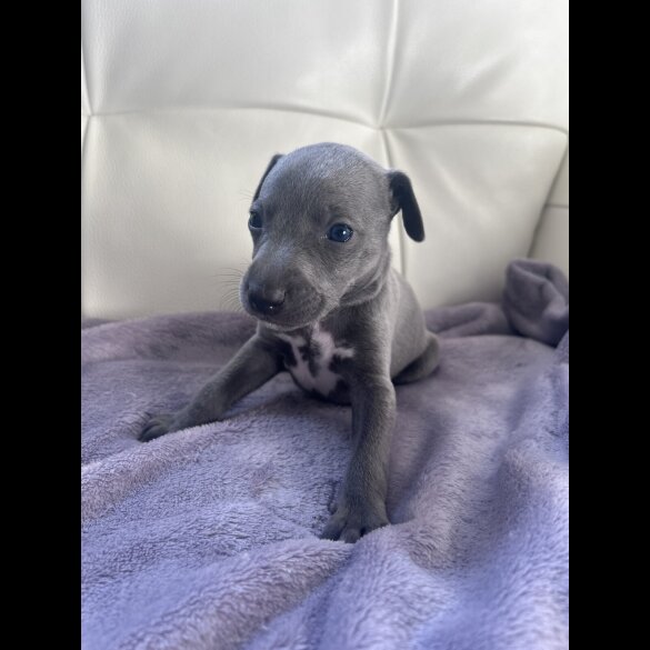Whippet - Both