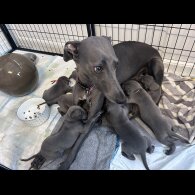 Whippet - Both