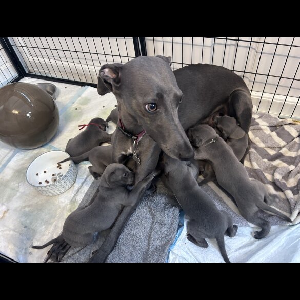 Whippet - Both