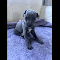 Whippet - Both