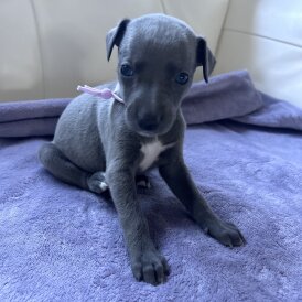 Whippet - Both