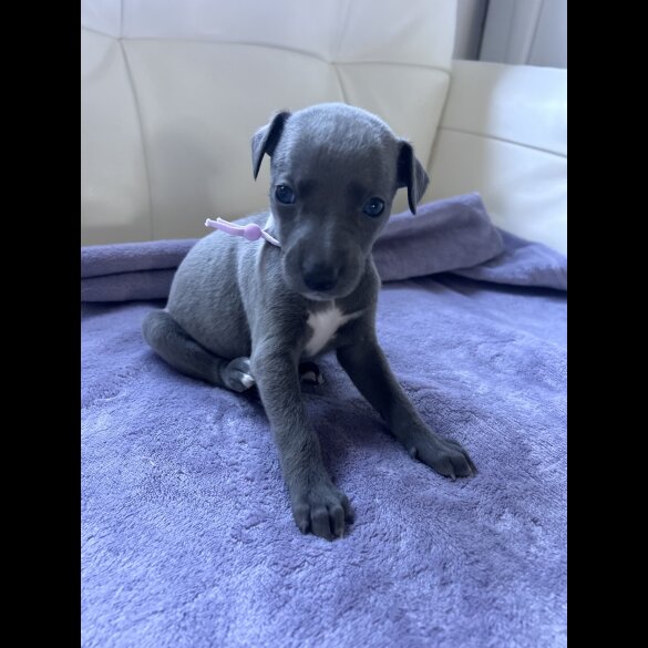 Whippet - Both