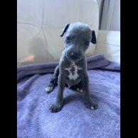 Whippet - Both