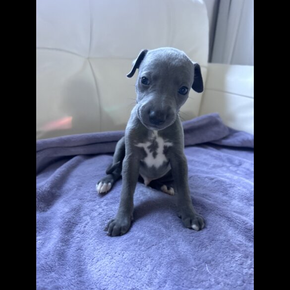 Whippet - Both
