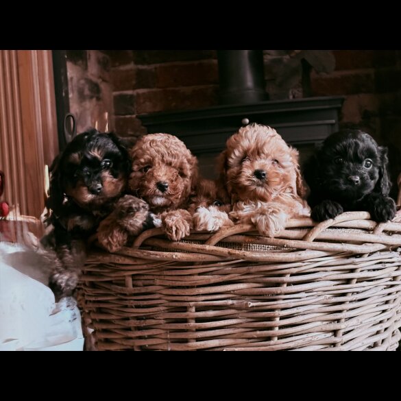 Cavapoo - Both