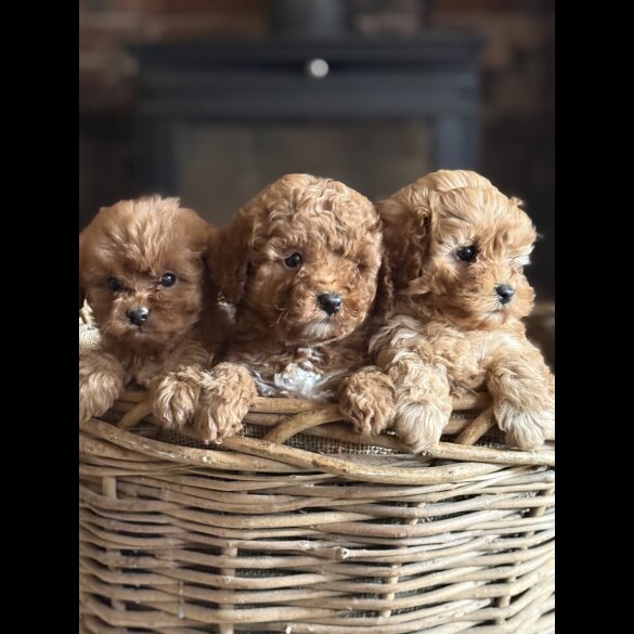 Cavapoo - Both