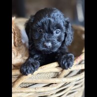 Cavapoo - Both