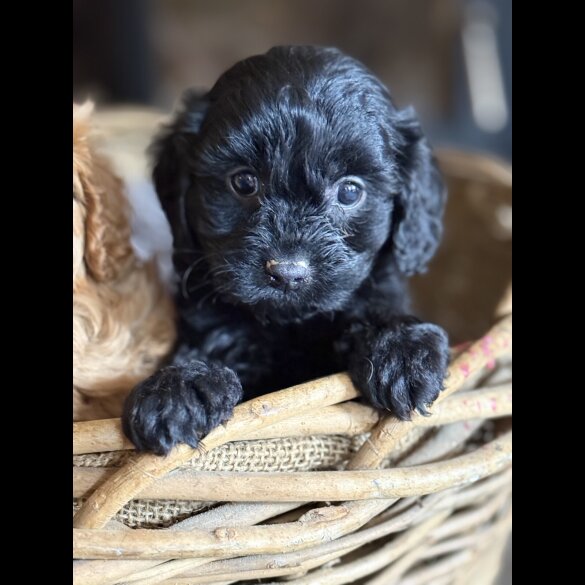 Cavapoo - Both