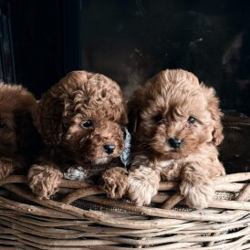 Cavapoo - Both