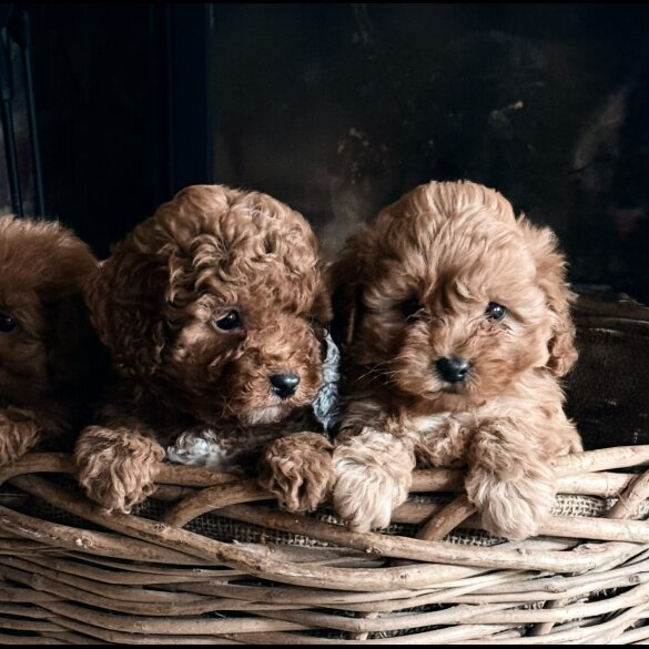 Cavapoo - Both