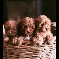Cavapoo - Both