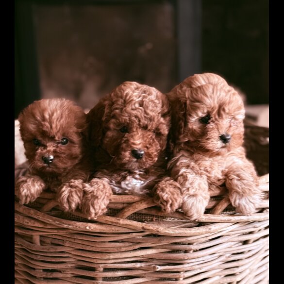 Cavapoo - Both